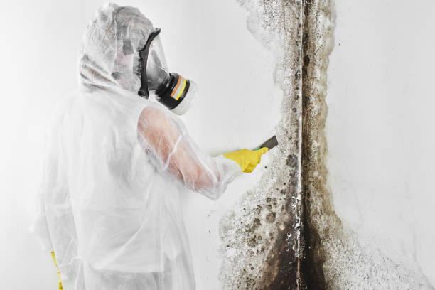 Best Mold Testing and Removal  in Sidney, IL