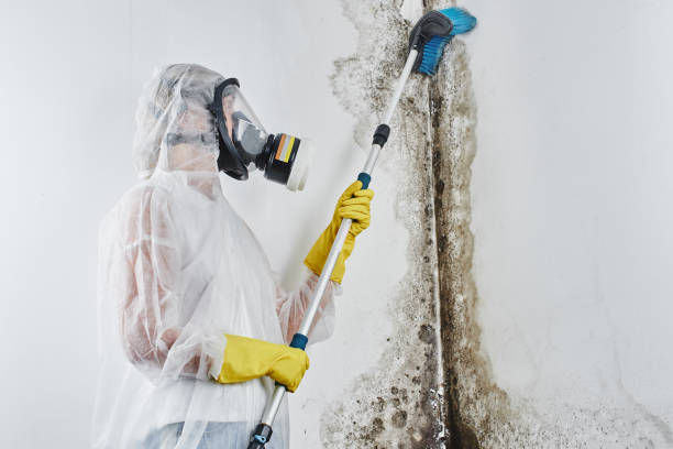 Best Mold Damage Repair  in Sidney, IL