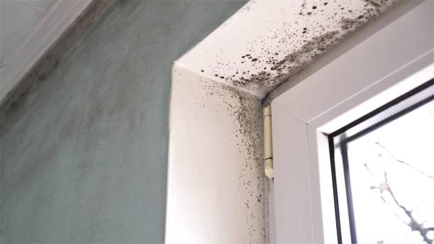 Best Black Mold Removal  in Sidney, IL