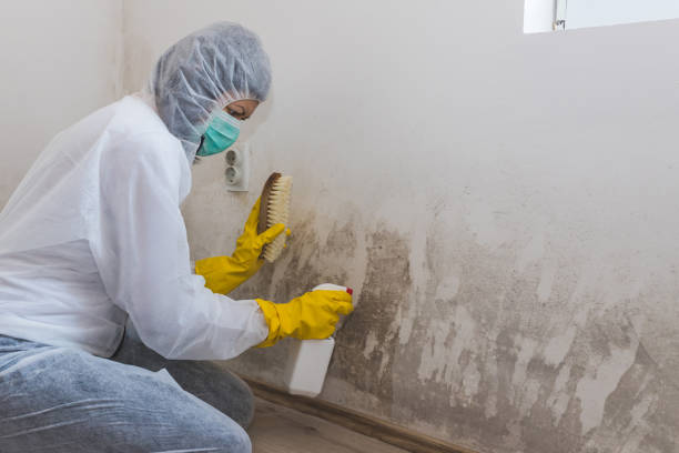Best Emergency Mold Removal  in Sidney, IL