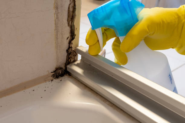 Attic Mold Removal in Sidney, IL