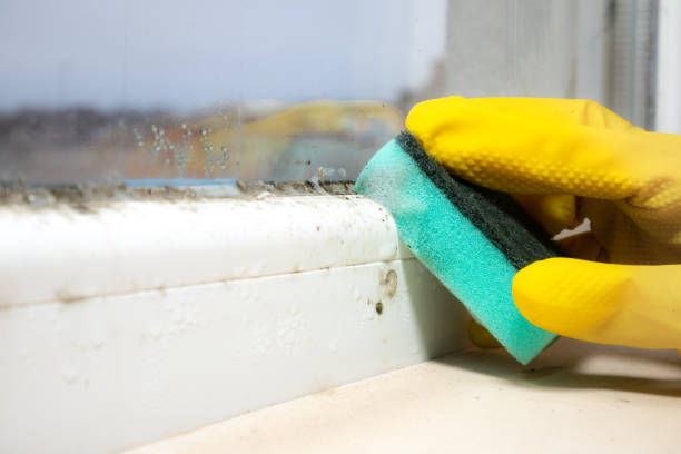 Best Mold Cleaning Services  in Sidney, IL