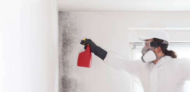 Best Mold Remediation Services  in Sidney, IL