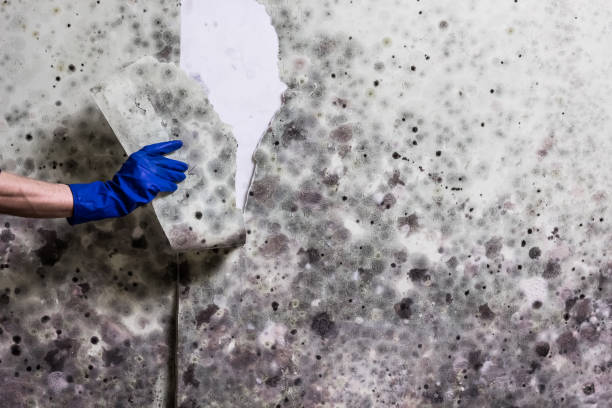 Crawl Space Mold Removal in Sidney, IL